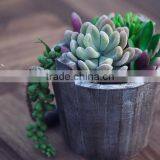 Succulents Wooden Decorative Flower Pot thumbnail-2