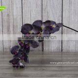 GNW FL-OK93-40-8 8x Flowers Orchid Flower Home Decoration Any Color thumbnail-2