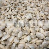 FROZEN YELLOW CLAM MEAT BABY CLAM MEAT IN BULK PACK