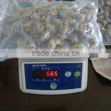 New Season High Quality Frozen Vacuum Packed Short Necked Clam thumbnail-5
