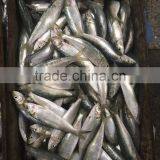 2016 On Sale Best Price Frozen Sardines thumbnail-3