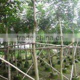 Tabebuia Chrysantha Potted in Farm Best Qiality Tree thumbnail-1