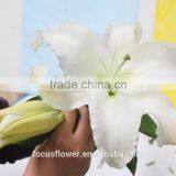 Supply Special Cut Fresh White Lily With High Quality thumbnail-4