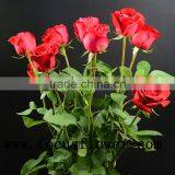 Wholesale Holland Roses Fresh Jasmine Flowers Carola for Wedding Decoration thumbnail-1