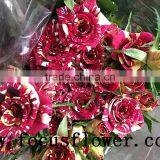 Hot Selling Black Roses Sale High Quality Fresh Cut Flower Spray Rose Meteor Shower for Banquets Factory Prize Supply thumbnail-1