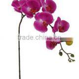 Silk Phalaenopsis Orchid/Phalaenopsis Hybrid thumbnail-1
