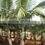 Archontophoenix Alexandrae "Alexander Palm" Size 175/250 thumbnail-1