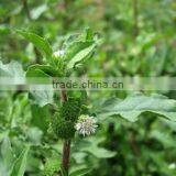 ECLIPTA ALBA thumbnail-2