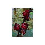 Dry Hibiscus Flower thumbnail-2