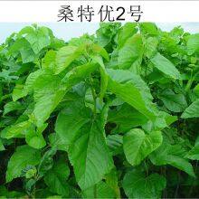 Mulberry Seeds Mulberry Tree Seedling Guangxi Sang te You 2 Mulberry for Sericulture thumbnail-4