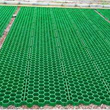 5cm7cm Flower Mouth Flat Mouth Grass Green Parking Lot Fire Lane Roof Garden Grass Planting Grid thumbnail-4