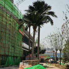 Customization Artificial Coconut Palm Tree for 5 Star Hotel Villa Engineering Project Garden Landscape Design 3-15 Meter Trees thumbnail-4