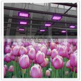 Greenhouse LED Plant Light for Growing Tomato, Lettuce, Vegetable, Flower, Orchid, Tulip, Medicinal Plants thumbnail-3