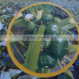 Planting Hybrid Squash Vegetable Seeds