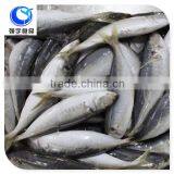 Wholesale Frozen Seafood Horse Mackerel
