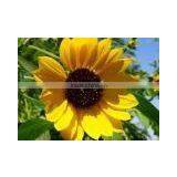 Self Adhesive PP Film 180