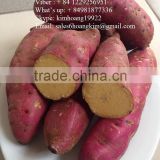 Fresh Sweet Potatoes/ Sweet potato export good prices