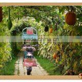 650W Farming Electric Cargo Box Tricycle for Orchard Grove thumbnail-1