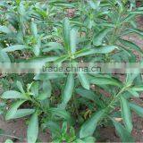 Stevia Multiple Layer Continuous Type Mesh Belt Dryer thumbnail-5