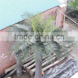 CHY020931 Indoor&outdoor Decororation Tree/date Palmt Tree Sale thumbnail-4