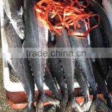 New Products,frozen Seafood of IQF Spanish Mackerel Fillet With Skin thumbnail-2