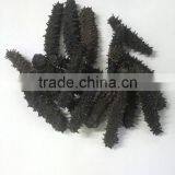 Nature and Healthy , Sea Cucumber Price , at Reasonable Prices , Small Lot Order Available thumbnail-2