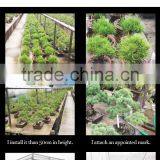 a Heart Feels Relaxed and High Quality Cheap Bonsai Pots Tree With Eco-friendly Made in Japan thumbnail-3