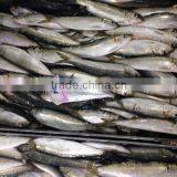 Lighting Purse Seine Sardine Scientific Name Sardinella Longiceps thumbnail-1