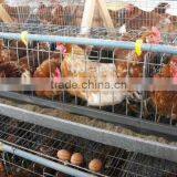 Welded Chicken Cage Wire Mesh