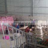 Normal White Garlic Price 10kg/carton for Colombia Market thumbnail-4