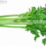 Multi-function Fresh Vegetable Packing Machinery (DCTWB-350X) thumbnail-2