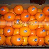 New Crop Fresh Naval Orange thumbnail-1