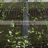 Trellis Mesh