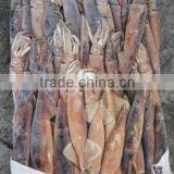 Seafrozen BQF Argentinus Illex Squid thumbnail-1