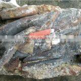 Frozen Seafood Giant Squid thumbnail-1