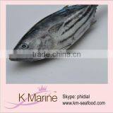 Sell Live Seafood Frozen Tuna Fish thumbnail-1