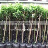 Prunus Serrulata Nursery thumbnail-3