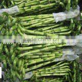 Home Decoration Ornamental Plants Spiral Lucky Bamboo thumbnail-2