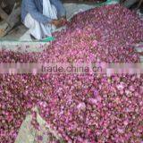 100% Pure Rose Oil thumbnail-6