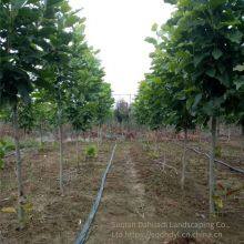 Prices of Magnolia Liliflora With Ground Diameters of 15 Cm, 18 Cm, and 12 cm in 2020. Cheap and Guaranteed Survival Rate. thumbnail-3