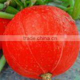 ZhanYang Poppy Round Hybrid f1 Pumpkin Seeds