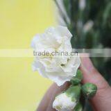 Fresh New Coming Flower Carnation and Rose for Wedding Decoration thumbnail-2