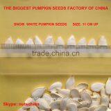 PUMPKIN SEEDS FOR IRAN UAE SAUDI ARABIA JORDAN RUSSIA 11cmup 13 cm up 11mm up 13 mm up thumbnail-2