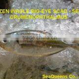 FROZEN WHOLE BIG-EYE SCAD - SELAR CRUMENOPHTHALMUS