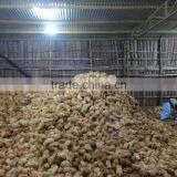 Matured Cocount thumbnail-3