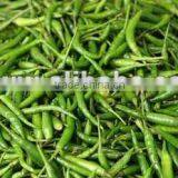 Indian Green Chillies thumbnail-1