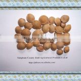 ALIBABA USED EXCLUSIVELY COMMON bitter apricot kernels(GF2)