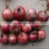 Red Onion thumbnail-1