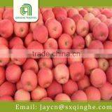 Organic Fuji Apple Varieties thumbnail-1