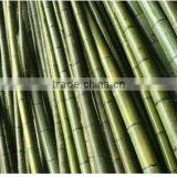 Nature Dried Bamboo Pole Diameter 2-10cm Height 6m for Sale thumbnail-2